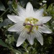 14 september 2015 Passiflora caerulea ´Constance Elliot´