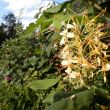 14 september 2015 Hedychium ( gemberplant)