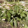 21 maart, Helleborus zonder naam, zaailing