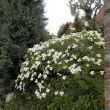 29 april 2015 Cornus kousa 'Eddie's White Wonder'