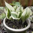 29 april 2015 Hosta "Harold"