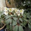 Helleborus 'Silver Moon' 5 maart 2017