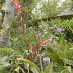 28 april 2018 Dicentra spectabilis 'Valentine'