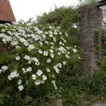 28 april 2018 Cornus 'Eddie's White Wonder'